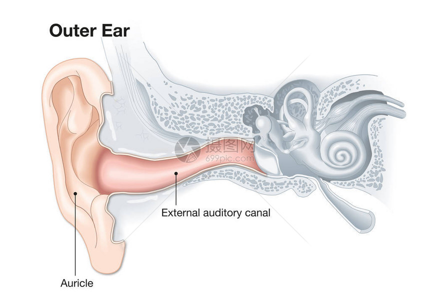 人体耳解剖医学精图片