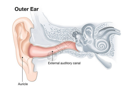 人体耳解剖医学精图片
