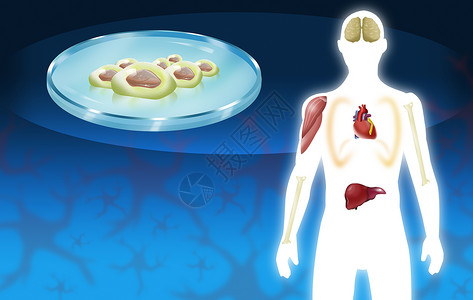 Stem细胞疗法和器官捐赠者概念图片