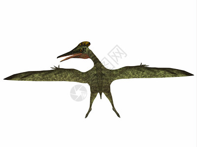 Pterodactylus是一个飞食肉爬虫动物图片