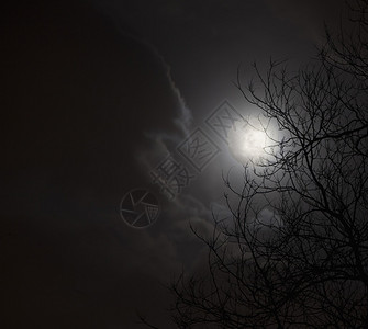 夜空中的满月与云彩和树木的轮廓图片