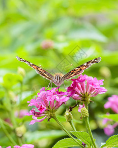 哥斯达黎加一只蝴蝶喂养的摄影超背景图片