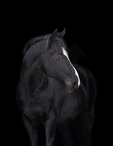 黑色背景上的黑马头图片
