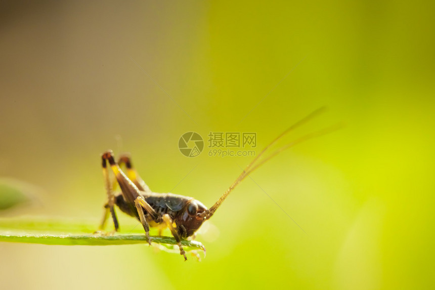 小蚂蚱的微距摄影图片