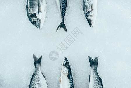 冰上各种未烹煮有机海洋鱼图片