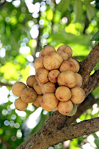 树上的Lansium果实图片