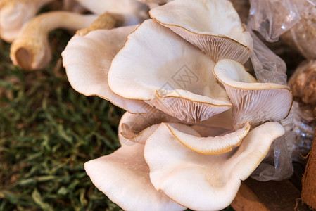 在蘑菇农场的蘑菇立方体里关闭了新的牡蛎蘑菇图片