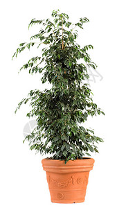 深绿色叶子菲克斯本杰明娜丹妮尔植物在白色背景的浅棕背景图片