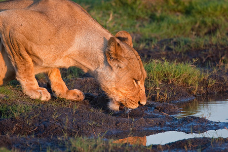 在水坑喝母狮图片