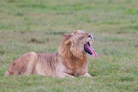 南非阿多大象公园的雄狮LeoPan背景图片