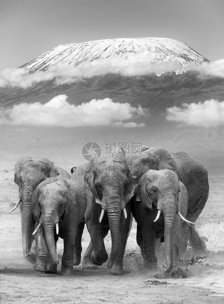 乞力马扎罗山大象肯尼亚国图片