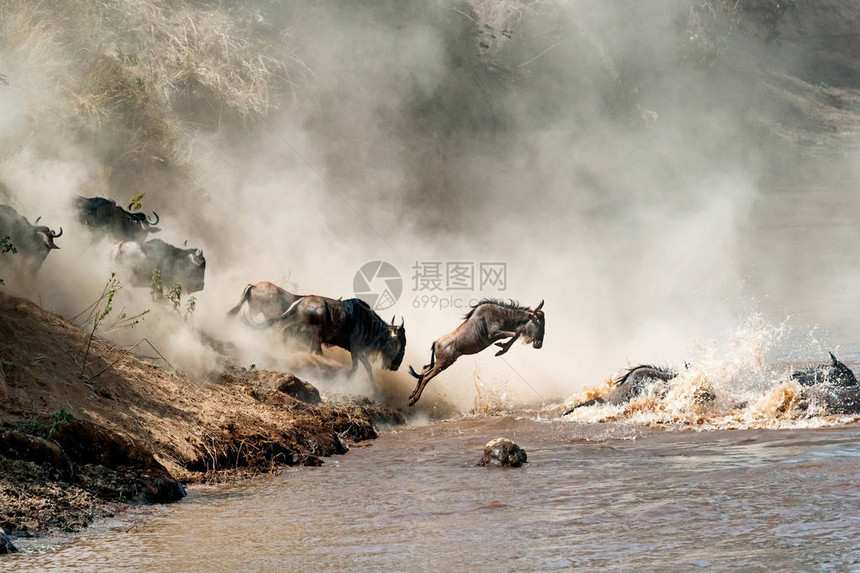 在空中途飘动的野马跳跃到危险的马拉河用灰尘般图片
