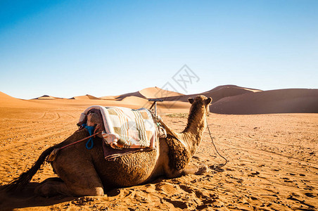 在摩洛哥沙漠的沙丘前看骆驼图片