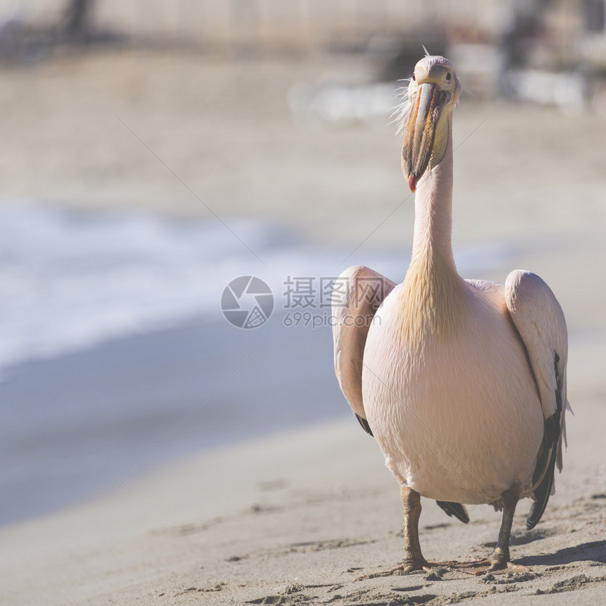 Pelican关闭了塞浦路图片