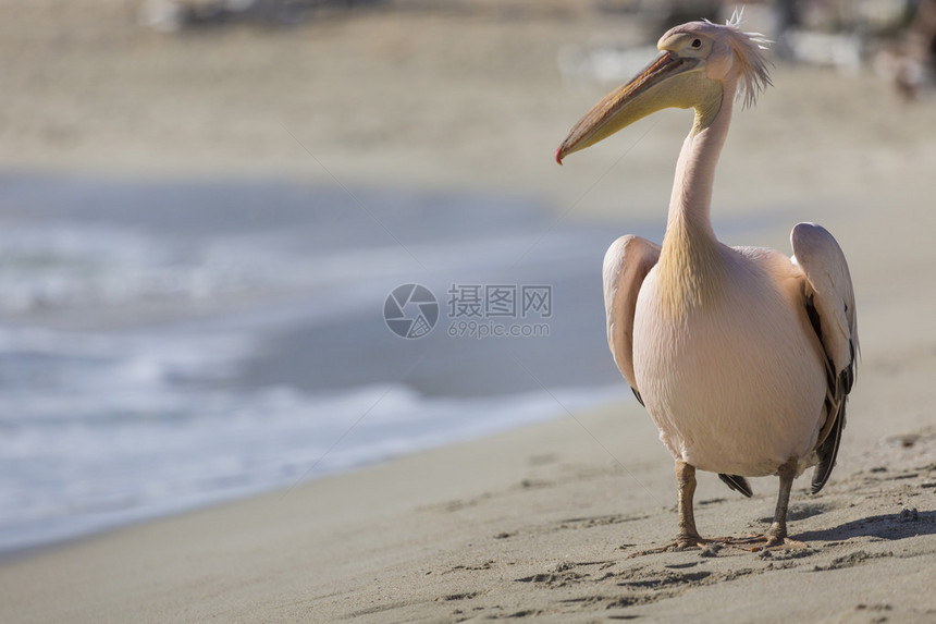 Pelican关闭了塞浦路图片