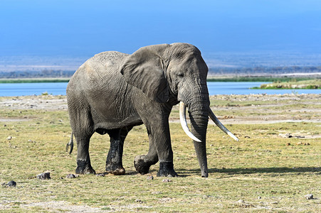 肯尼亚Amboseli公园的美图片