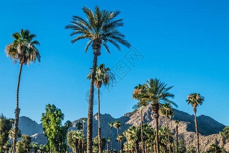 棕榈树和圣哈辛托山脉的棕榈泉景观图片