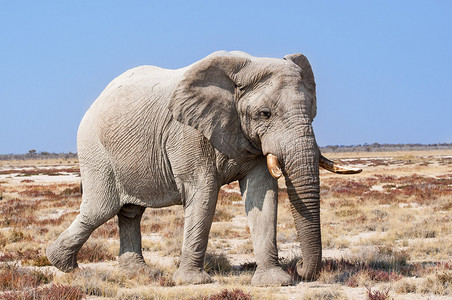 非洲纳米比亚Etosha公园的Bull大象图片