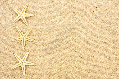 沙滩上的海星贝壳图片