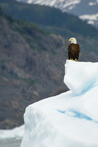 秃鹰在阿拉斯加威廉王子图片