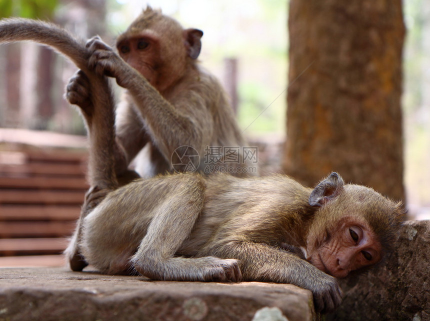柬埔寨吴哥遗址猴子肖像图片