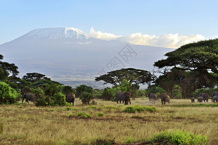 非洲草原的Ambose图片