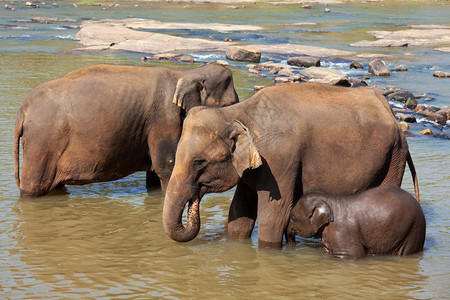 斯里兰卡的大象背景图片