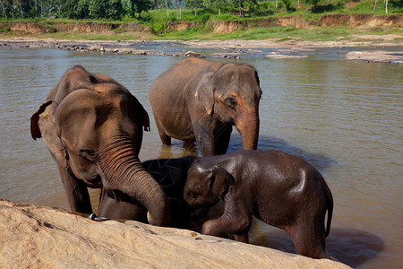 斯里兰卡的大象背景图片