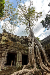 柬埔寨吴哥TaPhrom寺庙上的Ba图片