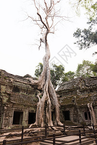 古代高棉建筑TaProhm寺庙在柬埔寨吴哥WatSie图片
