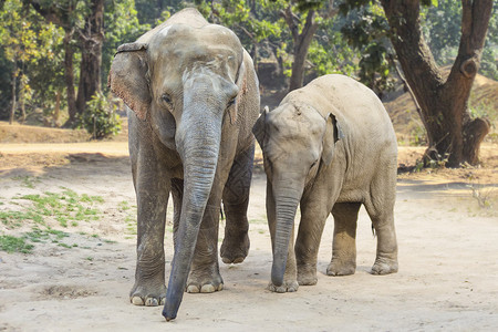 丛林中的两头亚洲大象图片