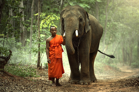 和大象的和尚是泰国Surin地区的图片