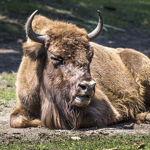Bison生活在欧洲自然保图片