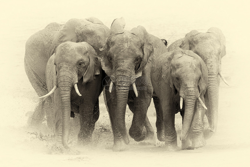 湖中的大象非洲肯尼亚公图片