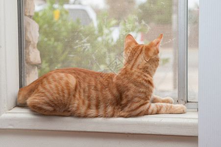 虎斑小猫靠在窗台上向外看图片