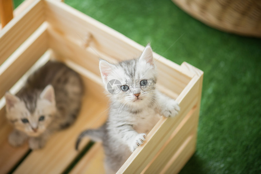 木箱里的二只小猫图片