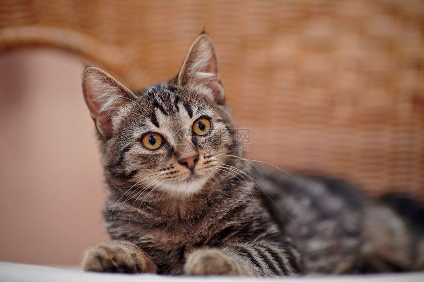 一条纹小猫的肖像黄色的眼图片