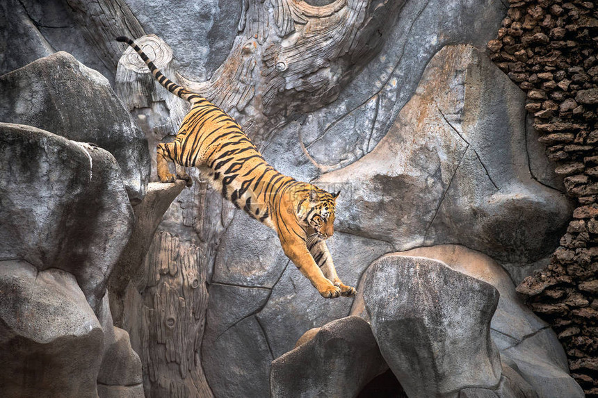 亚洲虎在岩石上跳跃图片
