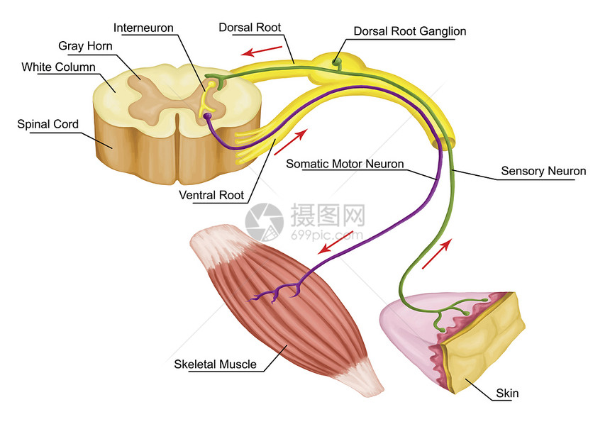 躯体反射躯体神经系统周围神经系统通过骨骼肌传入和传出神经自主图片