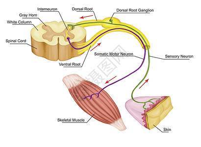 躯体反射躯体神经系统周围神经系统通过骨骼肌传入和传出神经自主图片
