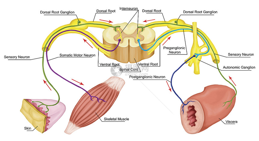 躯体和自动运反射躯体和自动神经系统外周和内脏神经系统身体和内脏功能的自愿图片