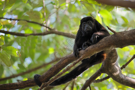 猴子从哥斯达黎加图片