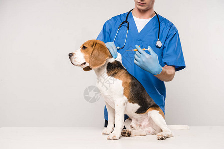 兽医持有注射器用于灰色背景的微切片象牙狗的部分图片