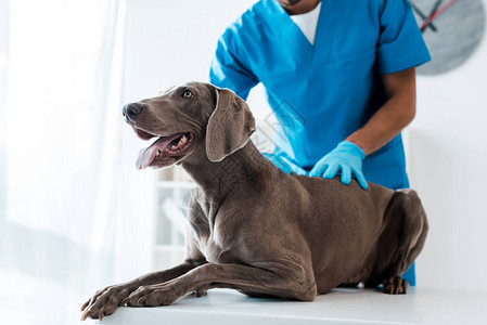 兽医对Weimaraner图片