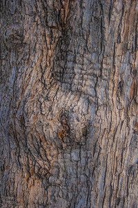 纹理木树干木质材料背景图片