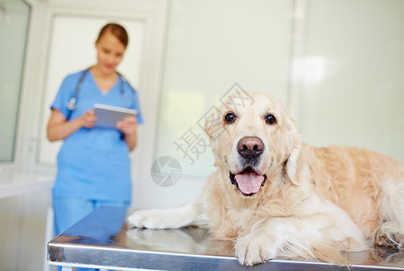 宠物在兽医诊所医疗桌上图片
