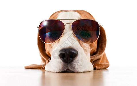 在太阳眼镜上可爱的狗孤图片