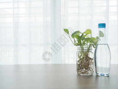 带有瓶装水的木板桌和玻璃花瓶上的贝特尔树图片