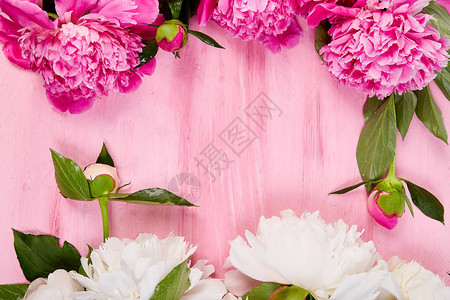粉红色背景上美丽的粉红色牡丹花复制空间顶视图平躺式贺卡妇女节或图片