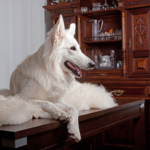 美丽的白色牧羊犬躺图片